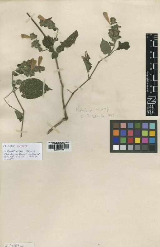 Strobilanthes recurva C.B.Clarke - BM000906288