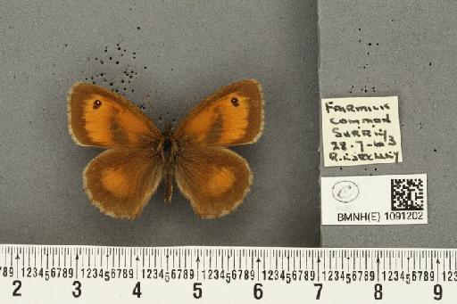 Pyronia tithonus britanniae ab. bipupillata Leeds, 1950 - BMNHE_1091202_1560