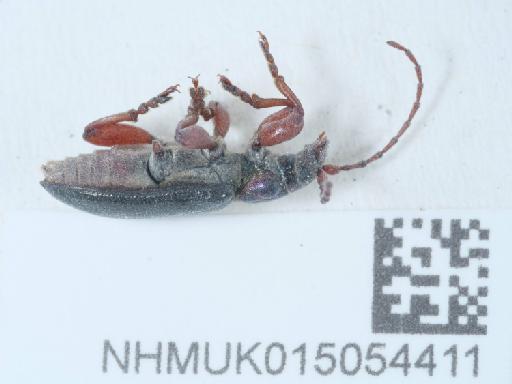 Plateumaris (Plateumaris) braccata (Scopoli, 1772) - 015054411_1