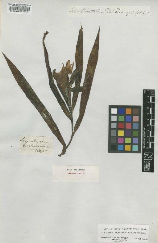 Thunia bracteata (Roxb.) Schltr. - BM000091491