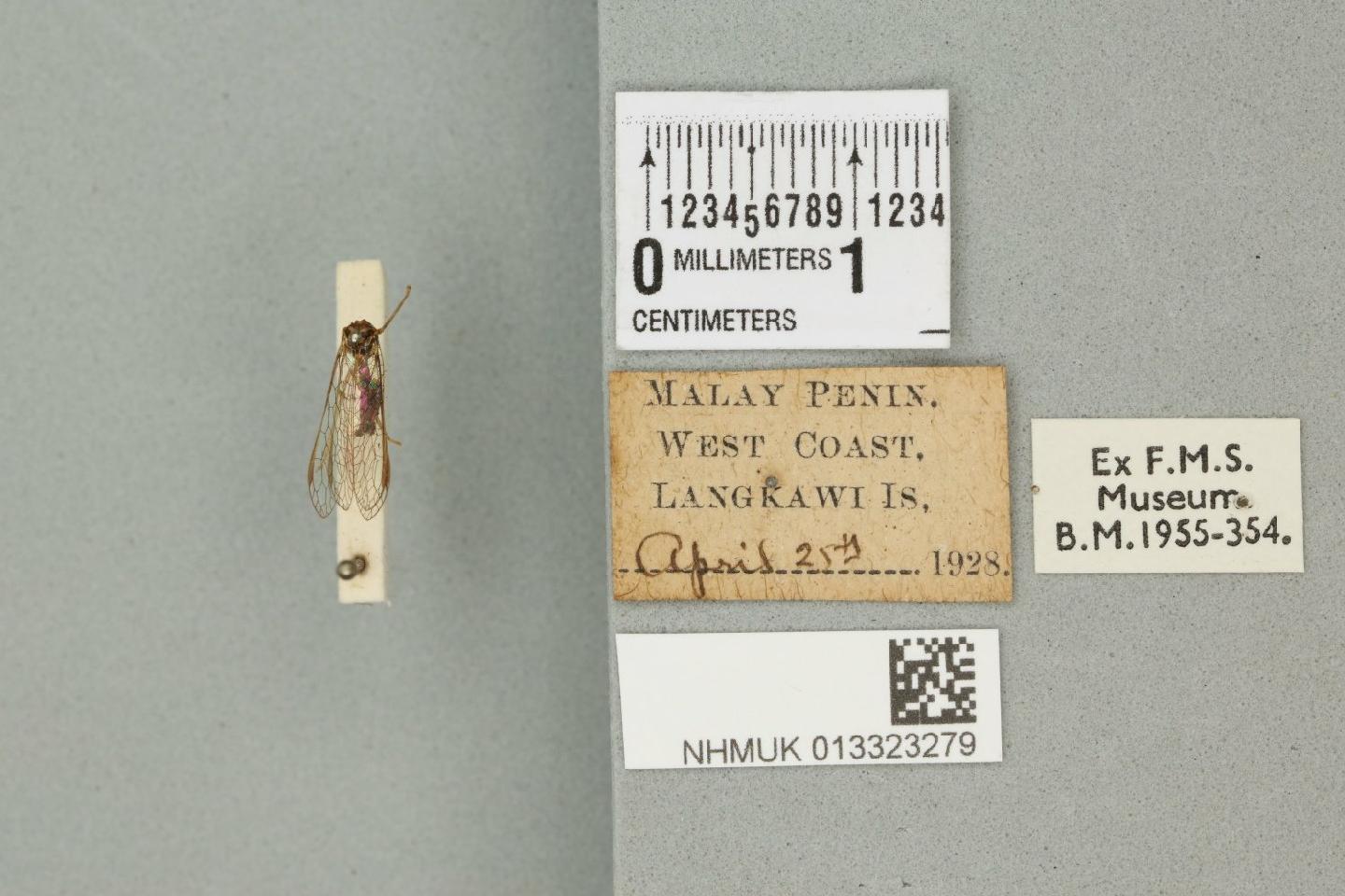Mantispa amabilis