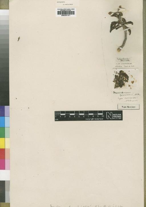 Endadenium gossweileri (N.E.Br.) Leach - BM000911311