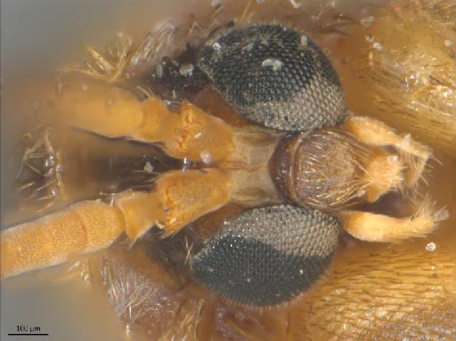 Dynatosoma cochleare Strobl, 1895 - 010626412_Dynatosoma_cohleare_head