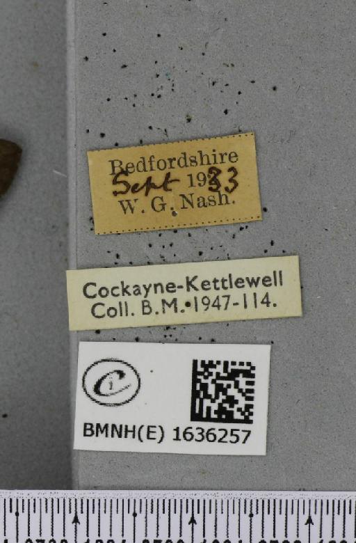 Macroglossum stellatarum (Linnaeus, 1758) - BMNHE_1636257_label_205969