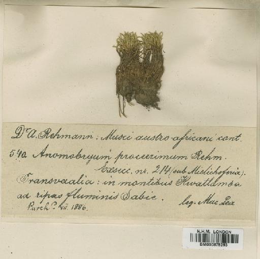 Anomobryum julaceum (P.Gaertn., B.Mey. & Scherb.) Schimp. - BM000878293