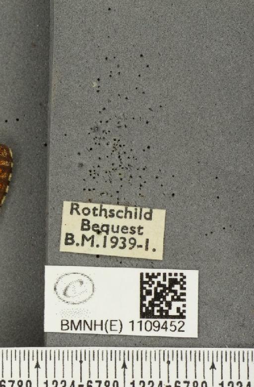 Euphydryas aurinia f. hibernica Birchall, 1873 - BMNHE_1109452_label_51097