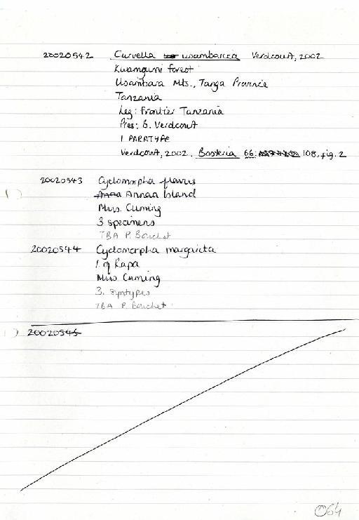 Curvella usambarica Verdcourt, 2002 - Zoology Accessions Register: Mollusca: 2002: page 64