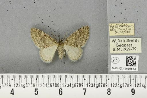 Trichopteryx carpinata ab. obscura Lempke, 1950 - BMNHE_1836643_409680