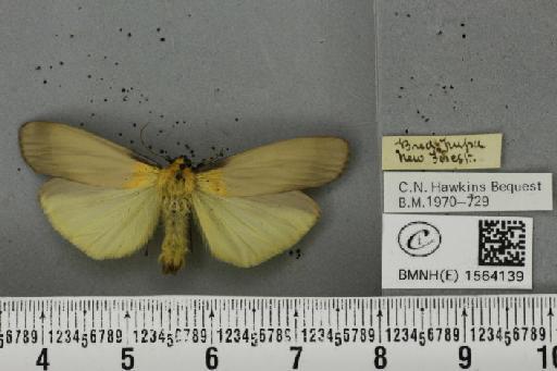 Lithosia quadra (Linnaeus, 1758) - BMNHE_1564139_285571