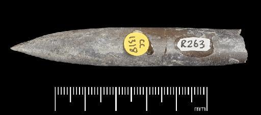 Simpsonibelus expansus (Simpson) - PI CC 1318 - belemnite