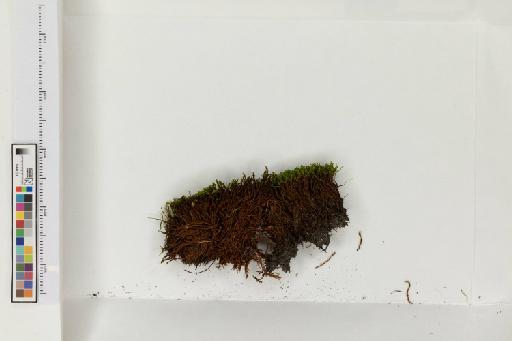 Anoectangium aestivum (Hedw.) Mitt. - 013779787_a