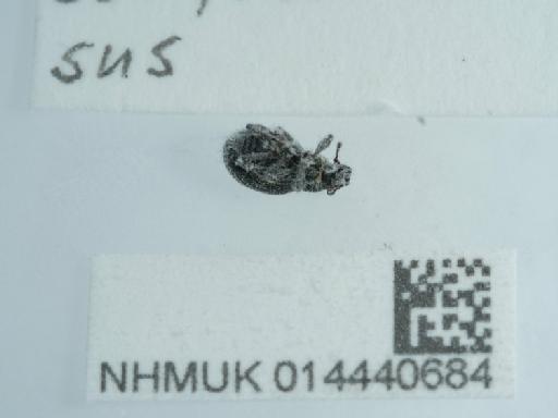Strophosoma sus (Stephens, 1831) - 014440684_1