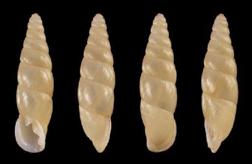 Synprosphyma (Synprosphyma) basilissa ishibei Hunyadi & Szekeres - 20150081, HOLOTYPE, Synprosphyma (Synprosphyma) basilissa ishibei Hunyadi & Szekeres