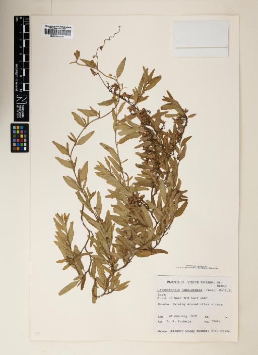 Jacquemontia havanensis (Jacq.) Urb. - 000895391
