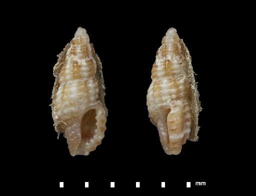 Pleurotoma (Defrancia?) alternans Smith, 1882 - 1874.5.26.18C