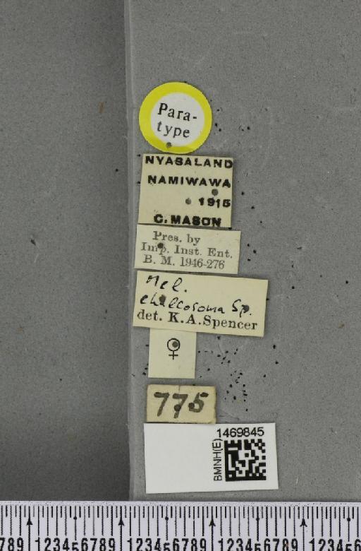 Melanagromyza chalcosoma Spencer, 1959 - BMNHE_1469845_label_45005