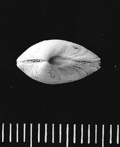 Lucina tenera (J. de C. Sowerby, 1813) - PI MB 1286 dorsal_ext