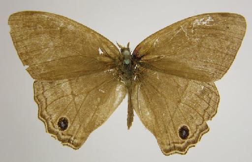 Euptychia undina Butler, 1870 - BMNH(E)_ 1267112_Cissia_(Euptychia)_undina_Butler_T_male_ (2)