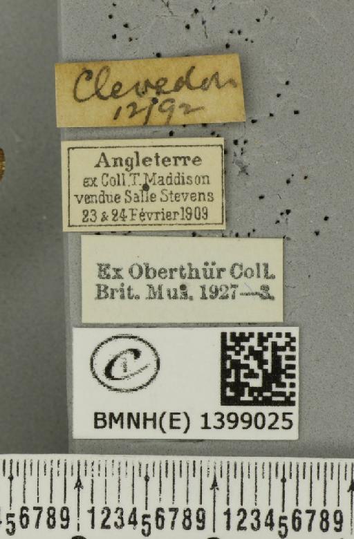 Poecilocampa populi (Linnaeus, 1758) - BMNHE_1399025_label_188825