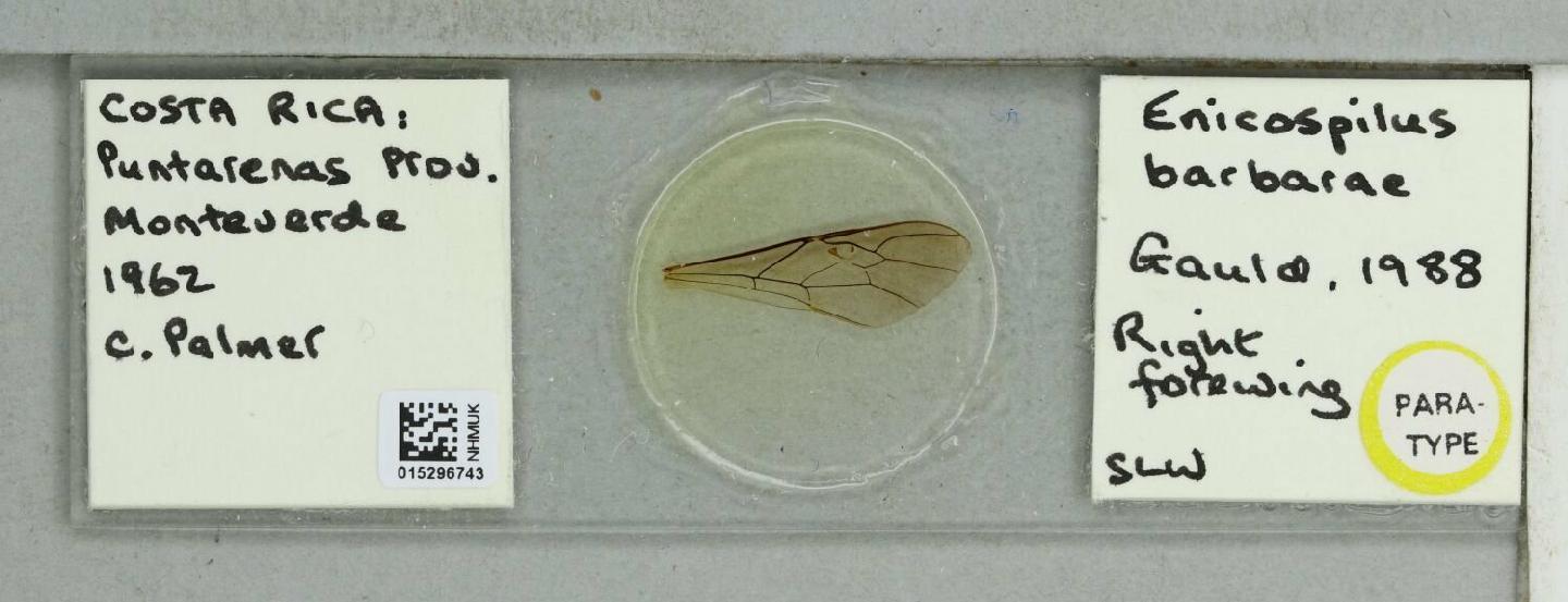 Enicospilus barbarae