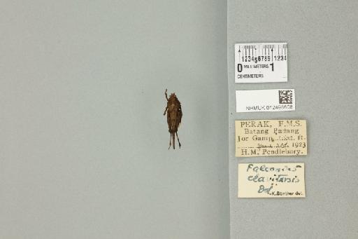 Falconius clavitarsis (Bolívar, 1887) - 012498608_71938_91703