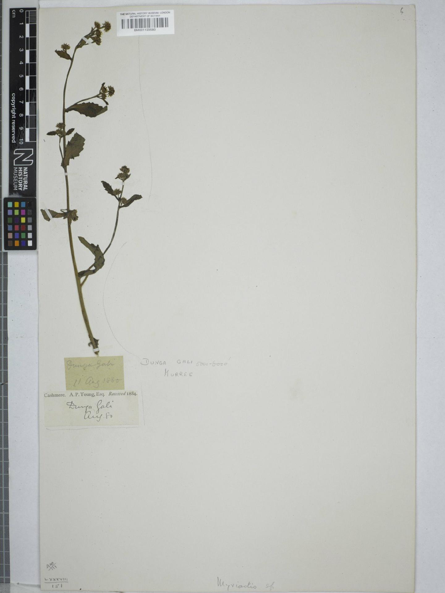To NHMUK collection (Myriactis nepalensis Less; NHMUK:ecatalogue:9150134)