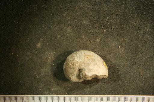 Cymatoceras deslongchampsianum (d'Orbigny) - PI OR 50163 Cymatoceras deslongshampsianum