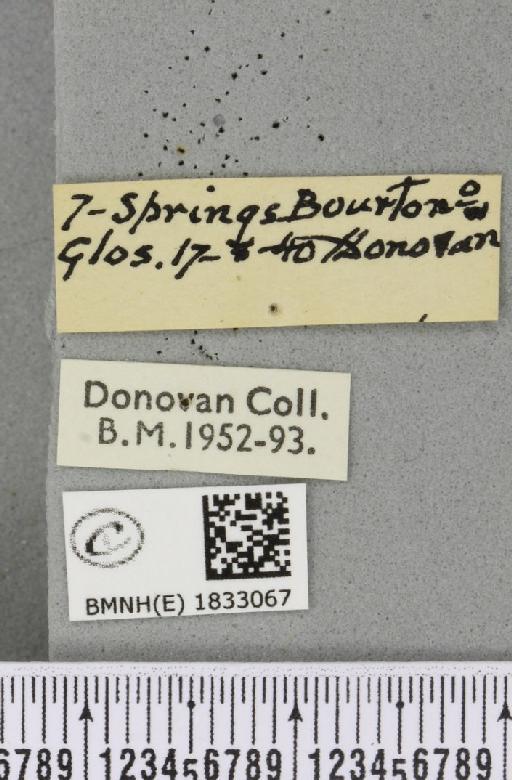 Aplocera plagiata plagiata (Linnaeus, 1758) - BMNHE_1833067_label_406150