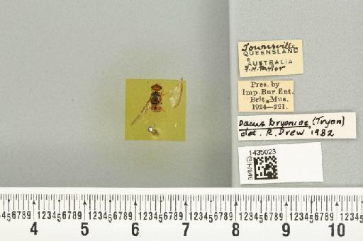 Bactrocera (Bactrocera) bryoniae (Tryon, 1927) - BMNHE_1435023_28474