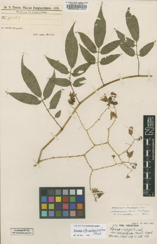 Solanum alternato-pinnatum Steud - BM000087604