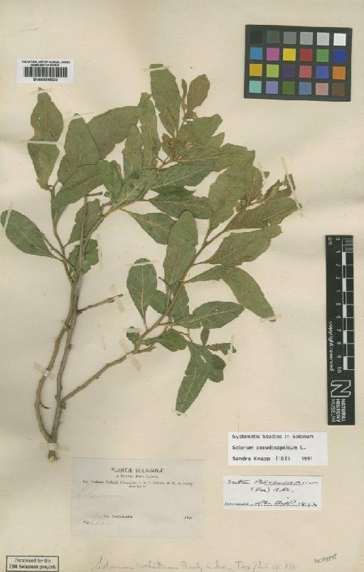 Solanum pseudocapsicum L. - BM000815932