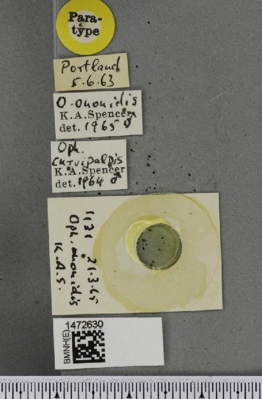 Ophiomyia ononidis Spencer, 1966 - BMNHE_1472630_label_60378