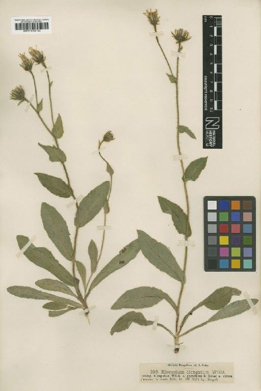 Hieracium valdepilosum subsp. willdenowianum Zahn - BM001050730