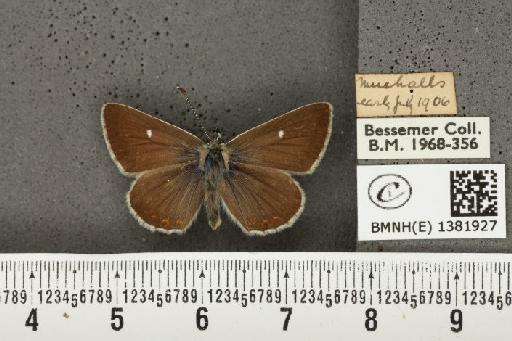 Aricia artaxerxes artaxerxes (Fabricius, 1793) - BMNHE_1381927_179030