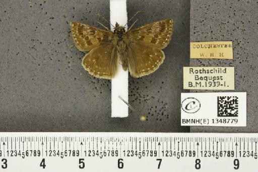 Erynnis tages tages ab. transversa Tutt, 1906 - BMNHE_1348779_157934