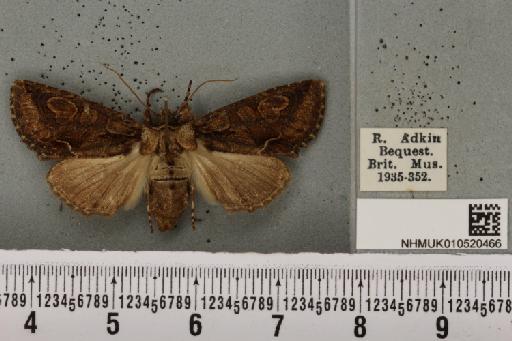 Allophyes oxyacanthae (Linnaeus, 1758) - NHMUK_010520466_574003