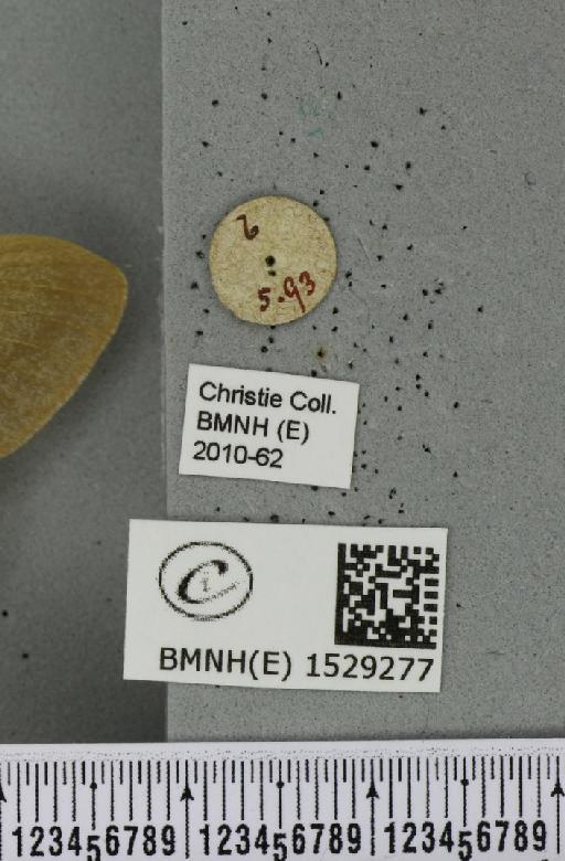 Macrothylacia rubi (Linnaeus, 1758) - BMNHE_1529277_label_196726