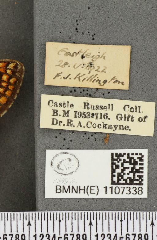 Euphydryas aurinia ab. virgata Tutt, 1896 - BMNHE_1107338_label_18575