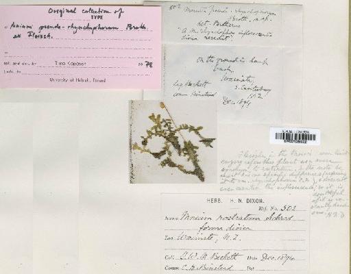 Plagiomnium rostratum (Schrad.) T.J.Kop. - BM001086832