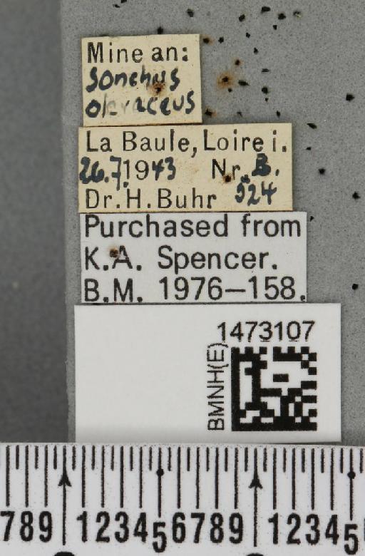Ophiomyia heringi Stary, 1930 - BMNHE_1473107_label_47437