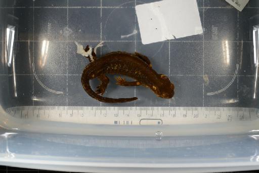 Salamandra salamandra - Image of specimen 1885.1.29.10