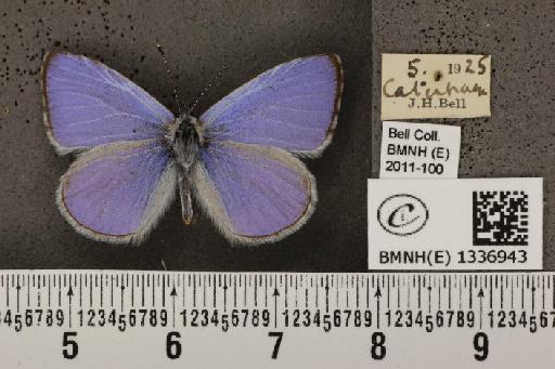 Celastrina argiolus britanna (Verity, 1919) - BMNHE_1336943_144757