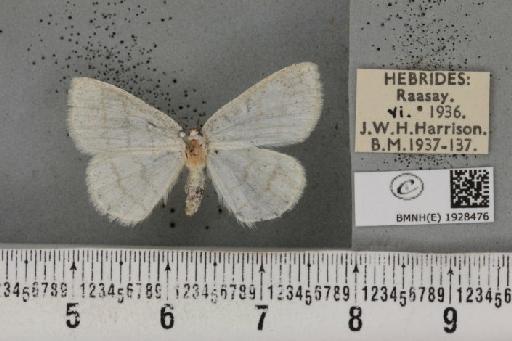 Cabera pusaria (Linnaeus, 1758) - BMNHE_1928476_494432