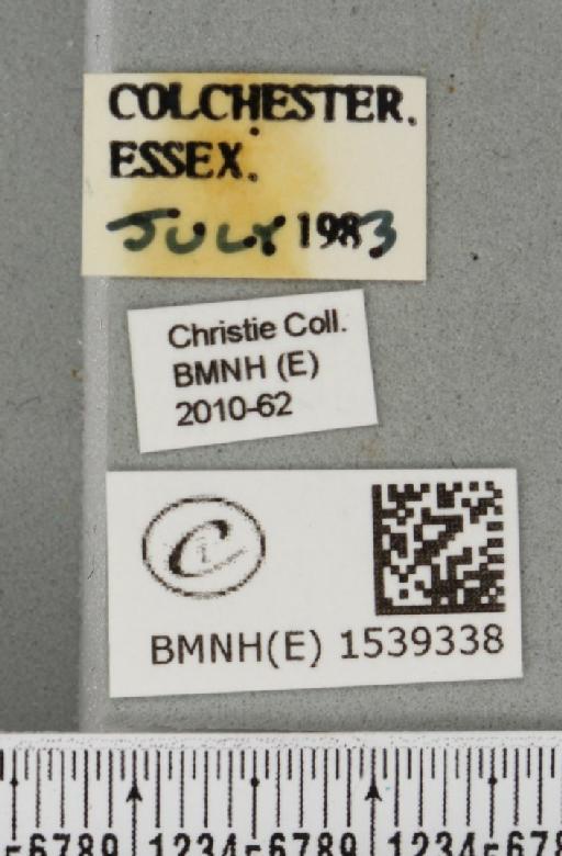 Furcula furcula (Clerck, 1759) - BMNHE_1539338_label_241778