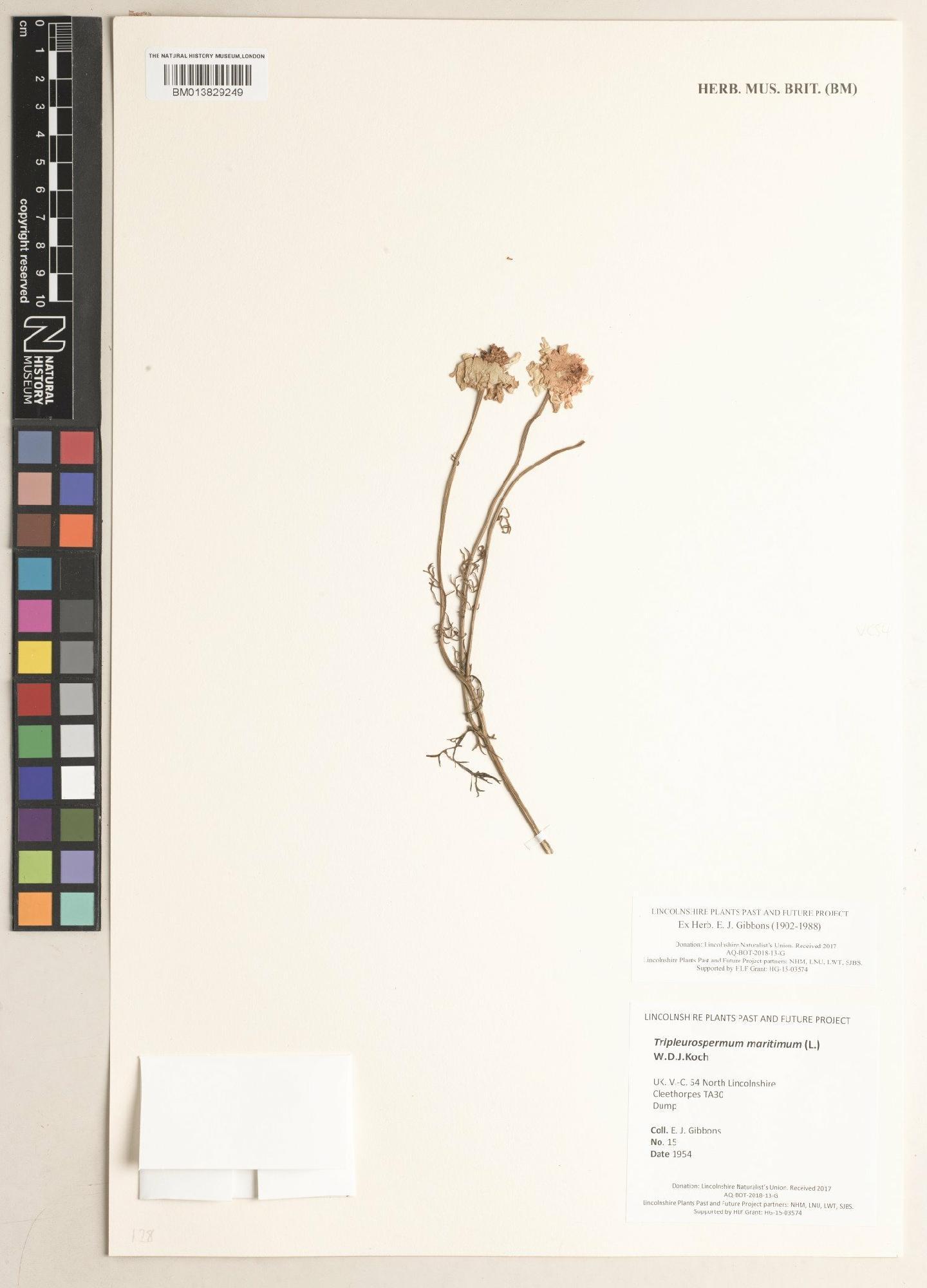 To NHMUK collection (Tripleurospermum maritimum (L.) W.D.J.Koch; NHMUK:ecatalogue:9474942)