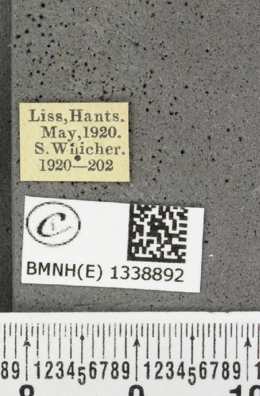 Erynnis tages tages (Linnaeus, 1758) - BMNHE_1338892_label_168166