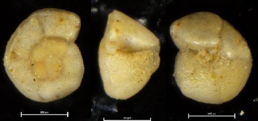 Globorotalia (Globorotalia) truncatulinoides pachytheca Blow, 1969 - P49761_Globorotalia_truncatulinoides_pachyderma_Blow69_holotype