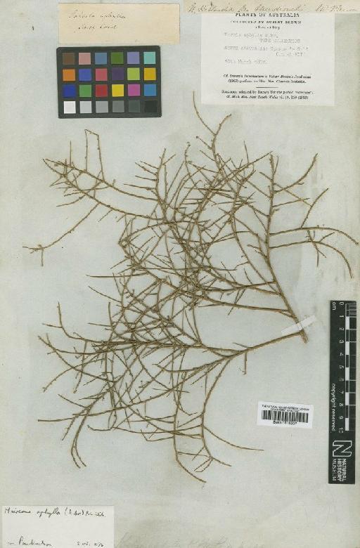 Maireana aphylla (R.Br.) Paul G.Wilson - BM001010207