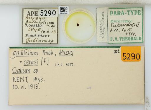 Myzus galiifolium Theobald, 1919 - 015347917_113014_741747_835815_Type