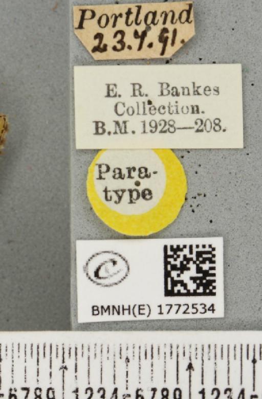 Colostygia olivata ab. pallescens Cockayne, 1950 - BMNHE_1772534_label_353985